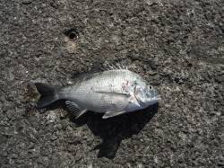 今日はチヌも釣れています、和歌山北港魚つり…