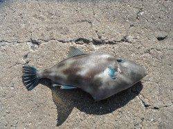 和歌山北港魚つり公園、ナイスサイズなウマヅラハギ！