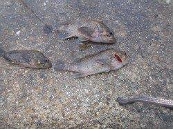 短時間のガシリング【しっかりと足元を探ることが大切】