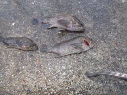 短時間のガシリング【しっかりと足元を探るこ…