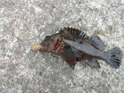 兵庫突堤でソイ、棚さえ合えばガンガン食って…