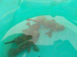 兵庫突堤でソイ、棚さえ合えばガンガン食ってきました