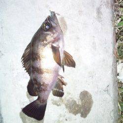 アジングでアジ・メバル、遠目に投げると大き目サイズが