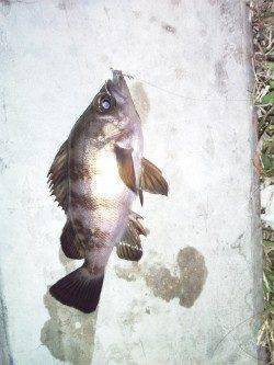 アジングでアジ・メバル、遠目に投げると大き目サイズが