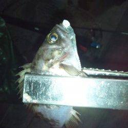 アジング一時間半でレギュラーサイズ17匹の釣果