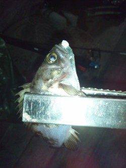 アジング一時間半でレギュラーサイズ17匹の釣果