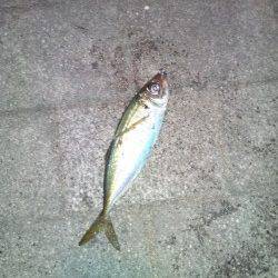 アジングでアジ・メバル、遠目に投げると大き目サイズが