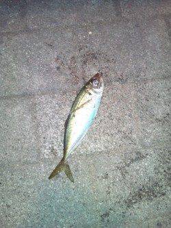 アジングでアジ・メバル、遠目に投げると大き目サイズが