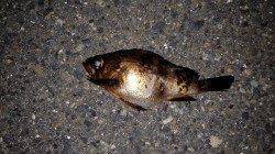 垂水漁港にてメバリング、バイトは多く楽しめました!