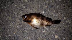 垂水漁港にてメバリング、バイトは多く楽しめ…