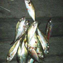 アジング一時間半でレギュラーサイズ17匹の釣果