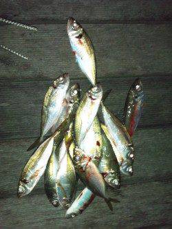 アジング一時間半でレギュラーサイズ17匹の釣果