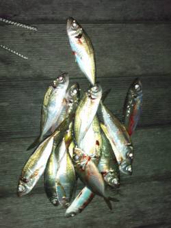 アジング一時間半でレギュラーサイズ17匹の…