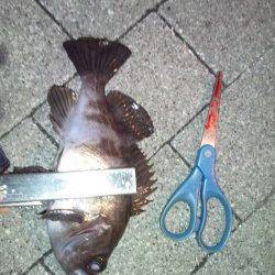 強風の中粘ってアジング、アジ・ガシラ・メバルの釣果