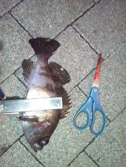 強風の中粘ってアジング、アジ・ガシラ・メバルの釣果