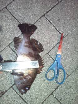 強風の中粘ってアジング、アジ・ガシラ・メバ…