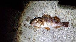 垂水漁港にてメバリング、バイトは多く楽しめました!