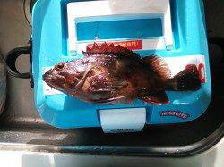 高砂埋立地　アジング釣行もガッシー＆チーバス