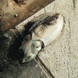 和歌山マリーナシティ　釣友とのエギング釣行でコウイカがヒット