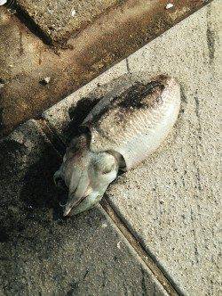 和歌山マリーナシティ　釣友とのエギング釣行でコウイカがヒット