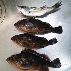 高砂埋立地　アジング釣行もガッシー＆チーバス