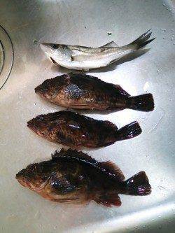 高砂埋立地　アジング釣行もガッシー＆チーバス