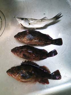 高砂埋立地　アジング釣行もガッシー＆チーバ…