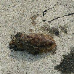 田ノ浦漁港のエギングでコウイカ