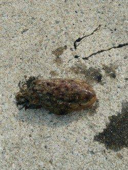 田ノ浦漁港のエギングでコウイカ