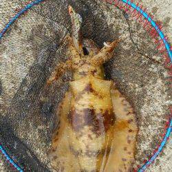 串本　今年3回目の串本釣行で嬉しいキロアップのアオリイカ！