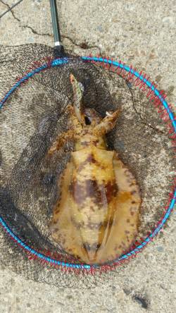 串本　今年3回目の串本釣行で嬉しいキロアッ…