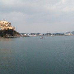 田ノ浦漁港のエギングでコウイカ