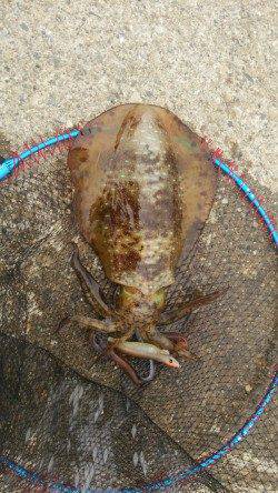 串本　今年3回目の串本釣行で嬉しいキロアップのアオリイカ！