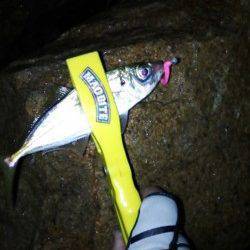 高砂埋立地　釣具店の初売り帰りにアジング釣行