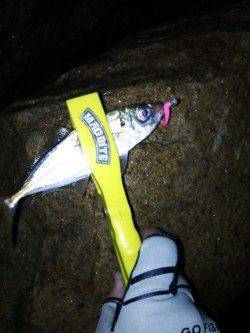 高砂埋立地　釣具店の初売り帰りにアジング釣行