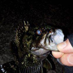 淡路島にて初メバリング釣行でメバル&カサゴ