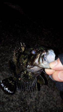 淡路島にて初メバリング釣行でメバル&カサゴ