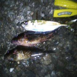 高砂埋立地　釣具店の初売り帰りにアジング釣行