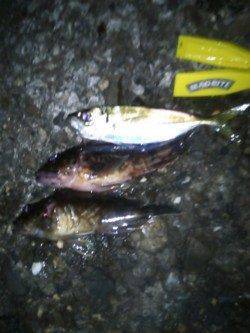 高砂埋立地　釣具店の初売り帰りにアジング釣行