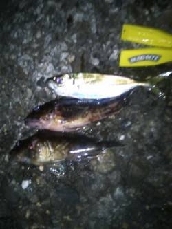 高砂埋立地　釣具店の初売り帰りにアジング釣…