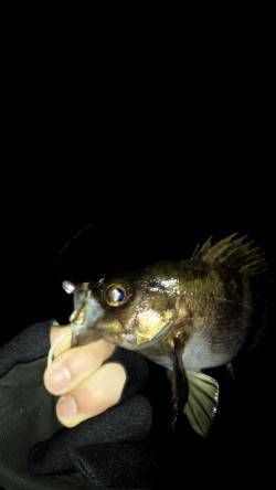 淡路島にて初メバリング釣行でメバル＆カサゴ…