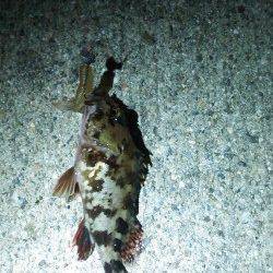 神戸港で18時からガシリングの釣果