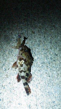 神戸港で18時からガシリングの釣果