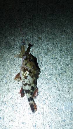 神戸港で18時からガシリングの釣果