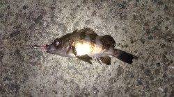 東二見人工島、帰り際に、本命のメバル釣れました