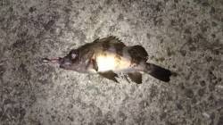 東二見人工島、帰り際に、本命のメバル釣れま…