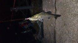 東二見人工島でメバリング、 潮も悪く、厳しい釣果でした