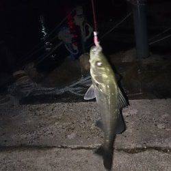 東二見人工島でメバリング、 潮も悪く、厳しい釣果でした