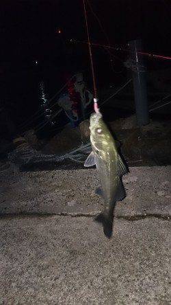 東二見人工島でメバリング、 潮も悪く、厳しい釣果でした