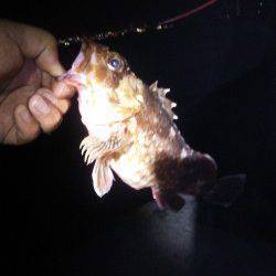 明石港赤灯台にて投げ釣りでガシラ&セイゴ